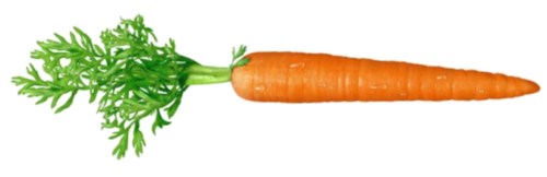 21 weeks carrot 21 weeks carrot