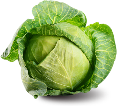 30 weeks cabbage 30 weeks cabbage